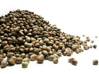 Are Male or Female Seeds Better for Industrial Hemp Growing?
