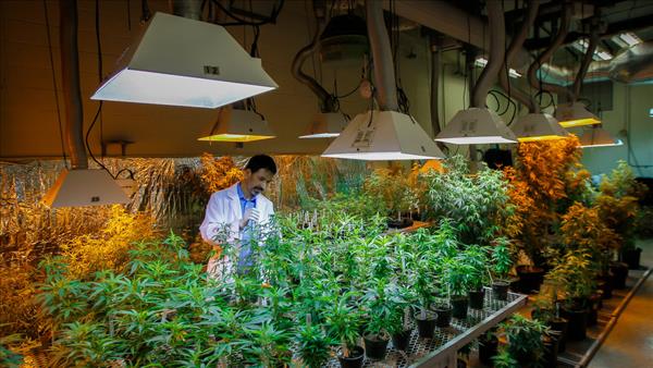 Medical Marijuana Research Hits Wall of U.S. Law